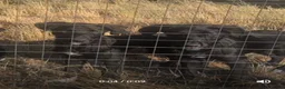 Borador dogs for sale: *ONE BOY LEFT. Boradors pups *READY NOW* - Advert 2