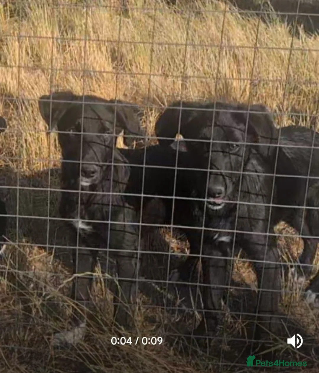 Borador dogs for sale: *ONE BOY LEFT. Boradors pups *READY NOW* - Advert 2