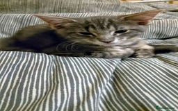Mixed Breed cats for sale: Norwegian forest/black Bengal  - Image 10