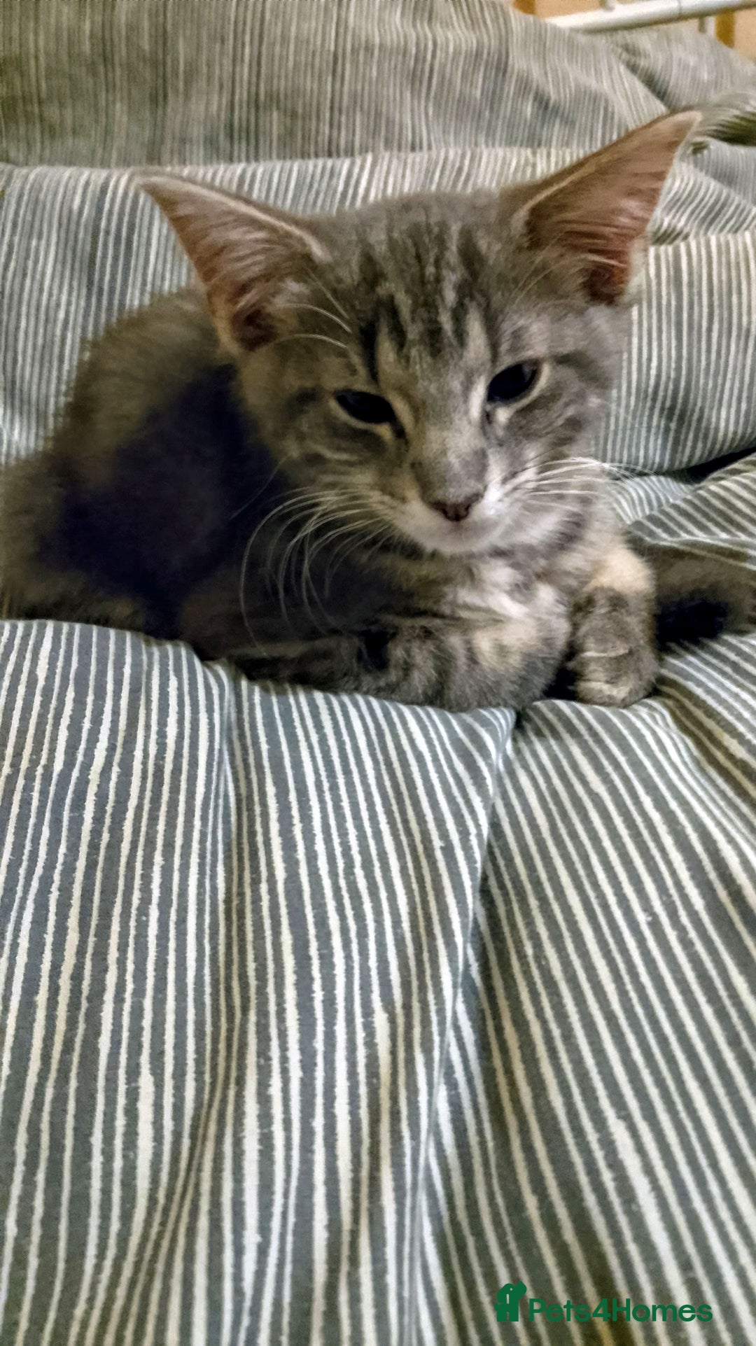 Mixed Breed cats for sale: Norwegian forest/black Bengal  - Image 10