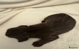 Cocker Spaniel dogs for sale: Cocker Spaniel Pups Seeking Forever Homes!💖 - Image 30