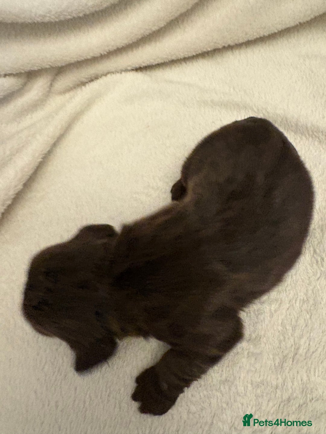 Cocker Spaniel dogs for sale: Cocker Spaniel Pups Seeking Forever Homes!💖 - Image 30
