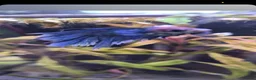 Bettas fish for sale: Betta fish  - Advert 7