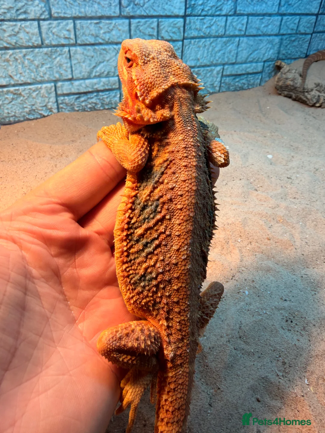 Bearded Dragon reptiles for sale: Female bearded dragon (extreme orange) - Advert 3