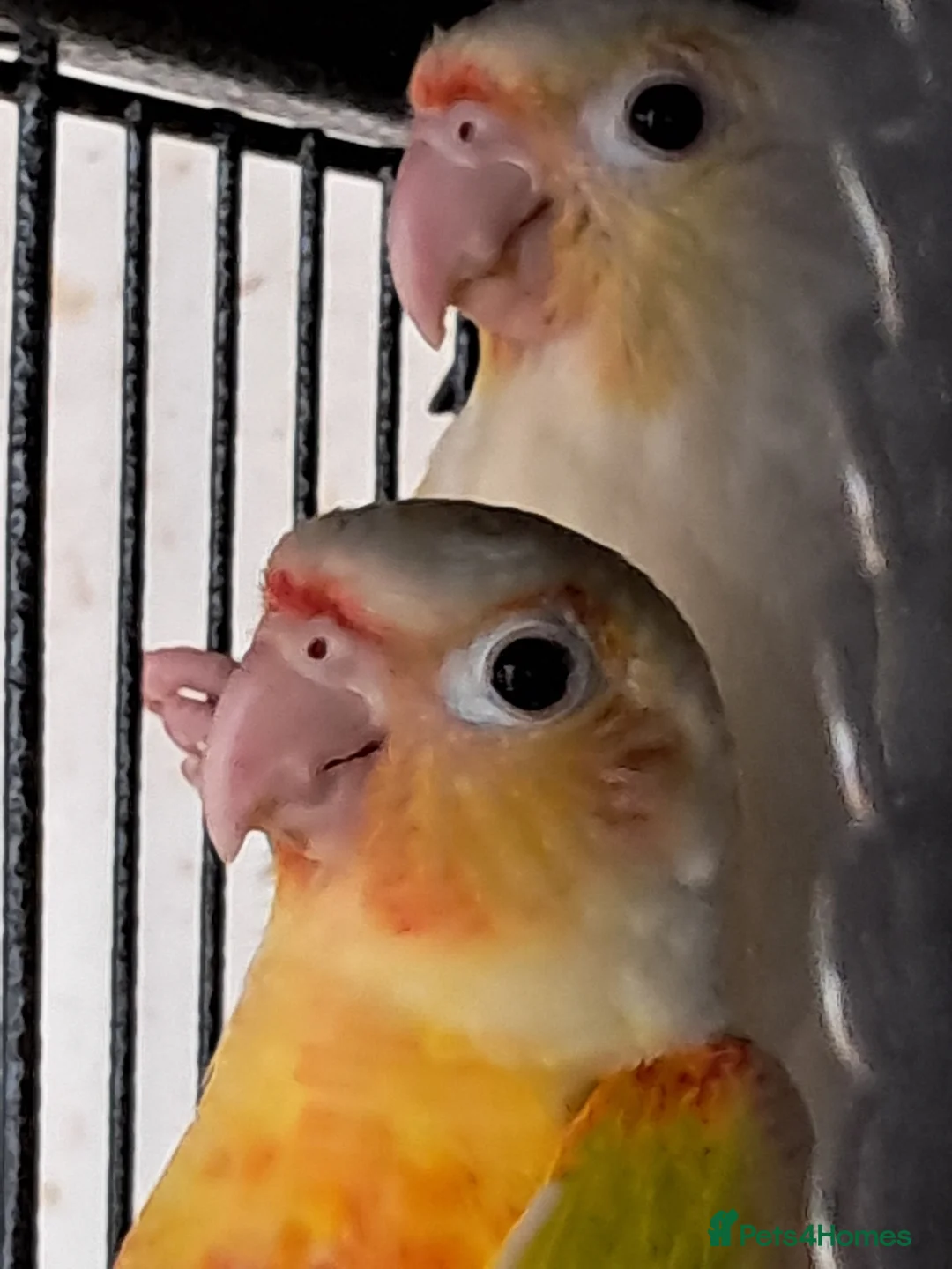 Conures birds for sale: Young Conures - Advert 8