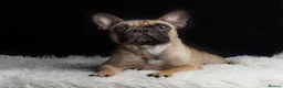 French Bulldog dogs for sale: 4 years beautiful French bulldog  - Advert 1