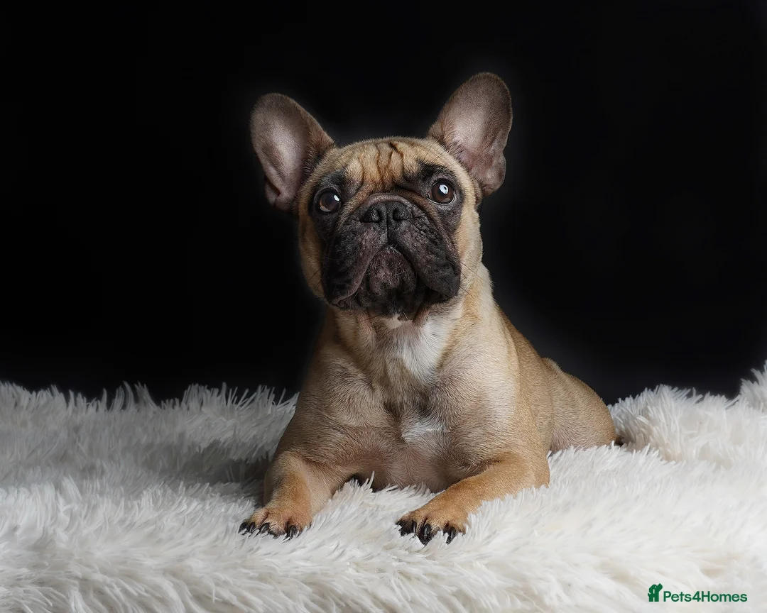 French Bulldog dogs for sale: 4 years beautiful French bulldog  - Advert 1