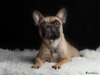 French Bulldog dogs 4 years beautiful French bulldog - Advert 5