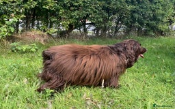 Sprocker dogs for stud: Dexter Sprocker - Image 15