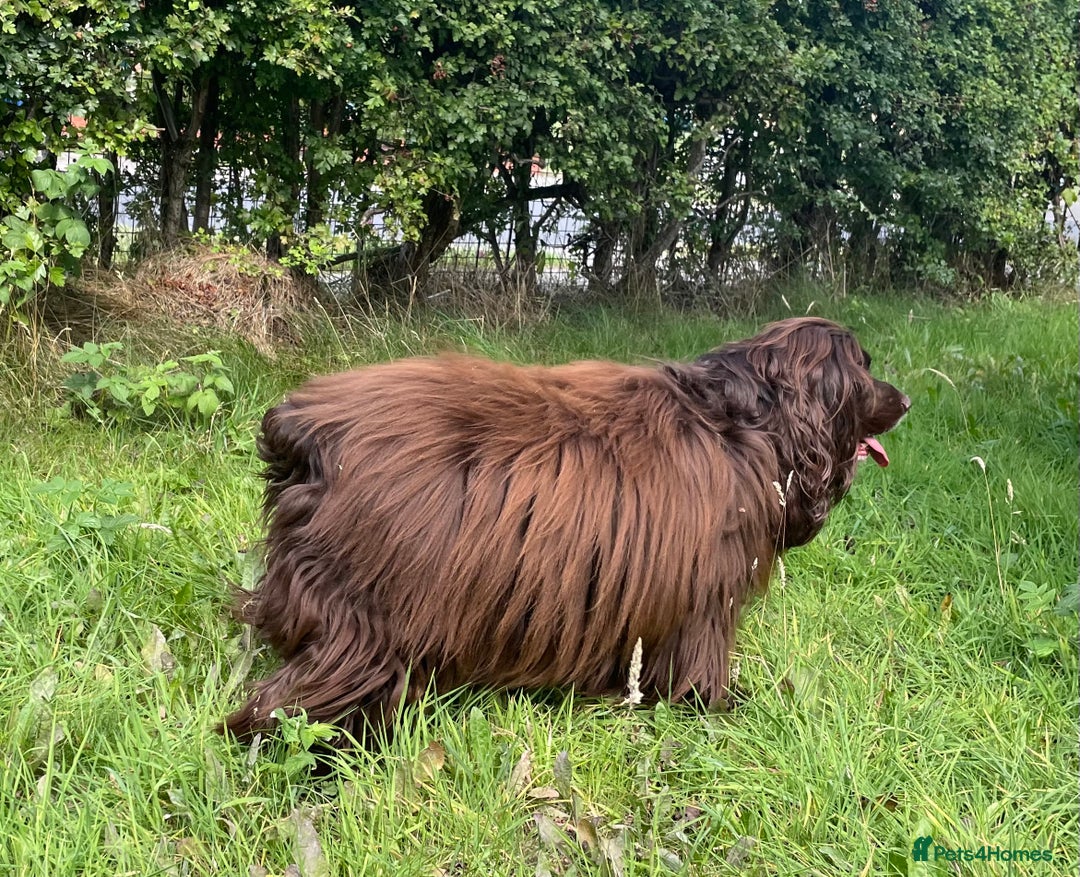 Sprocker dogs for stud: Dexter Sprocker - Image 15