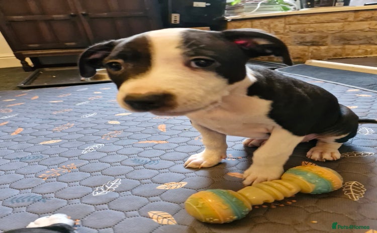 Staffordshire Bull Terrier dogs - Advert 3
