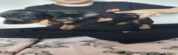 Dachshund dogs for sale: Delila Seres  in Barnsley - Advert 6