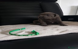 Staffordshire Bull Terrier dogs for sale: Beautiffull KC Staffordshire bull terrier  pups. - Image 9