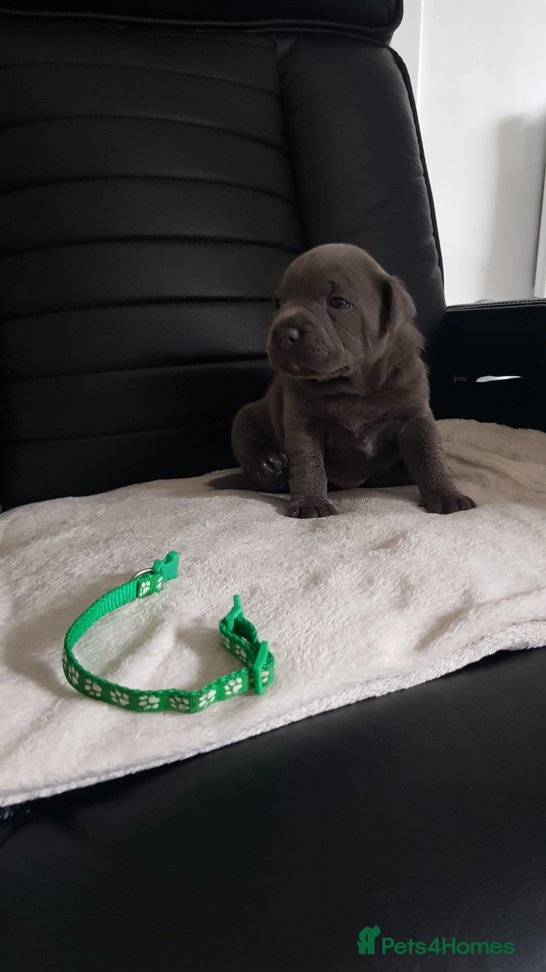 Staffordshire Bull Terrier dogs for sale: Beautiffull KC Staffordshire bull terrier  pups. - Image 9