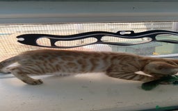 Bengal cats for sale: Tica RG Blue silver snows - Image 23
