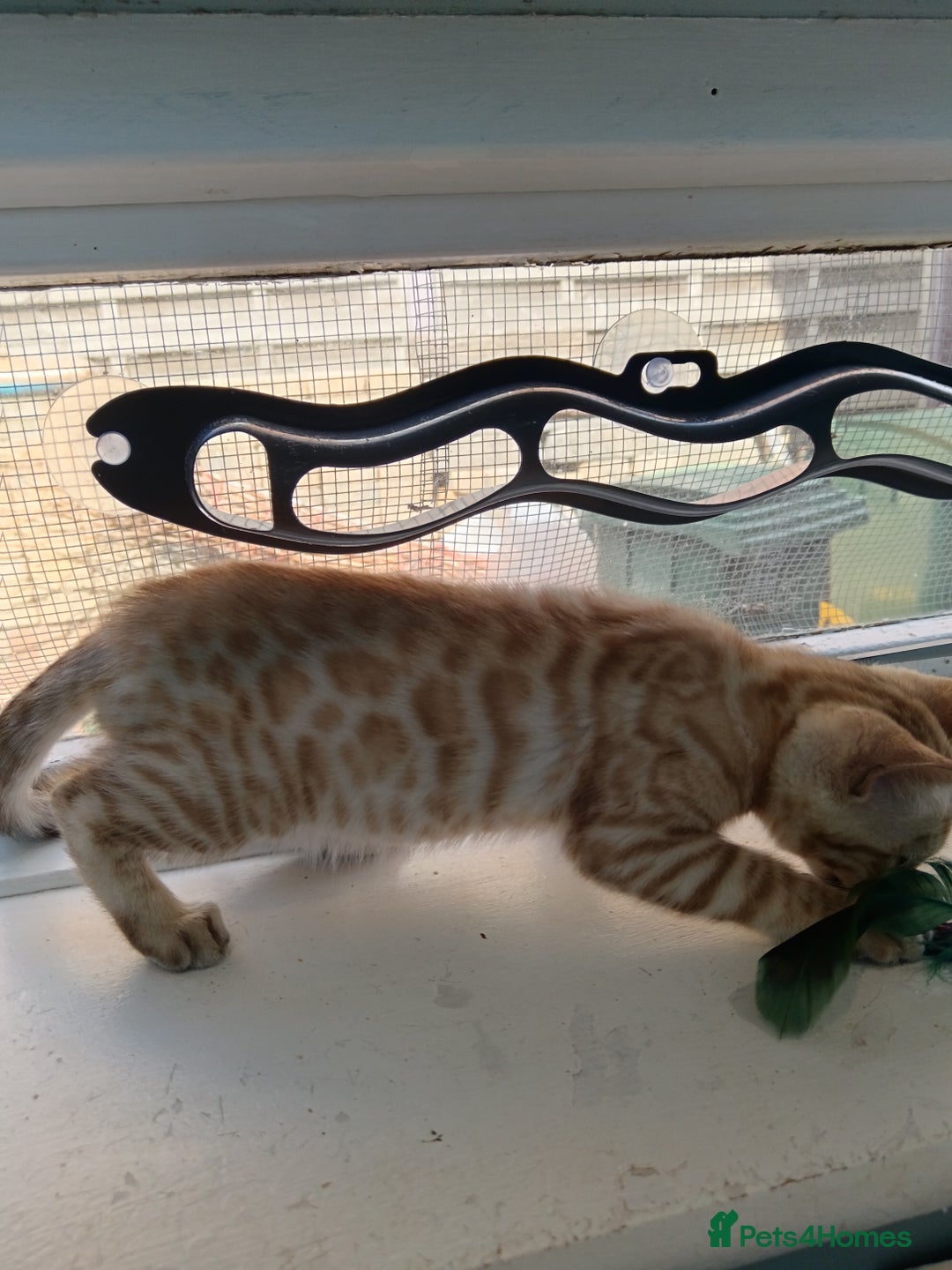 Bengal cats for sale: Tica RG Blue silver snows - Image 23
