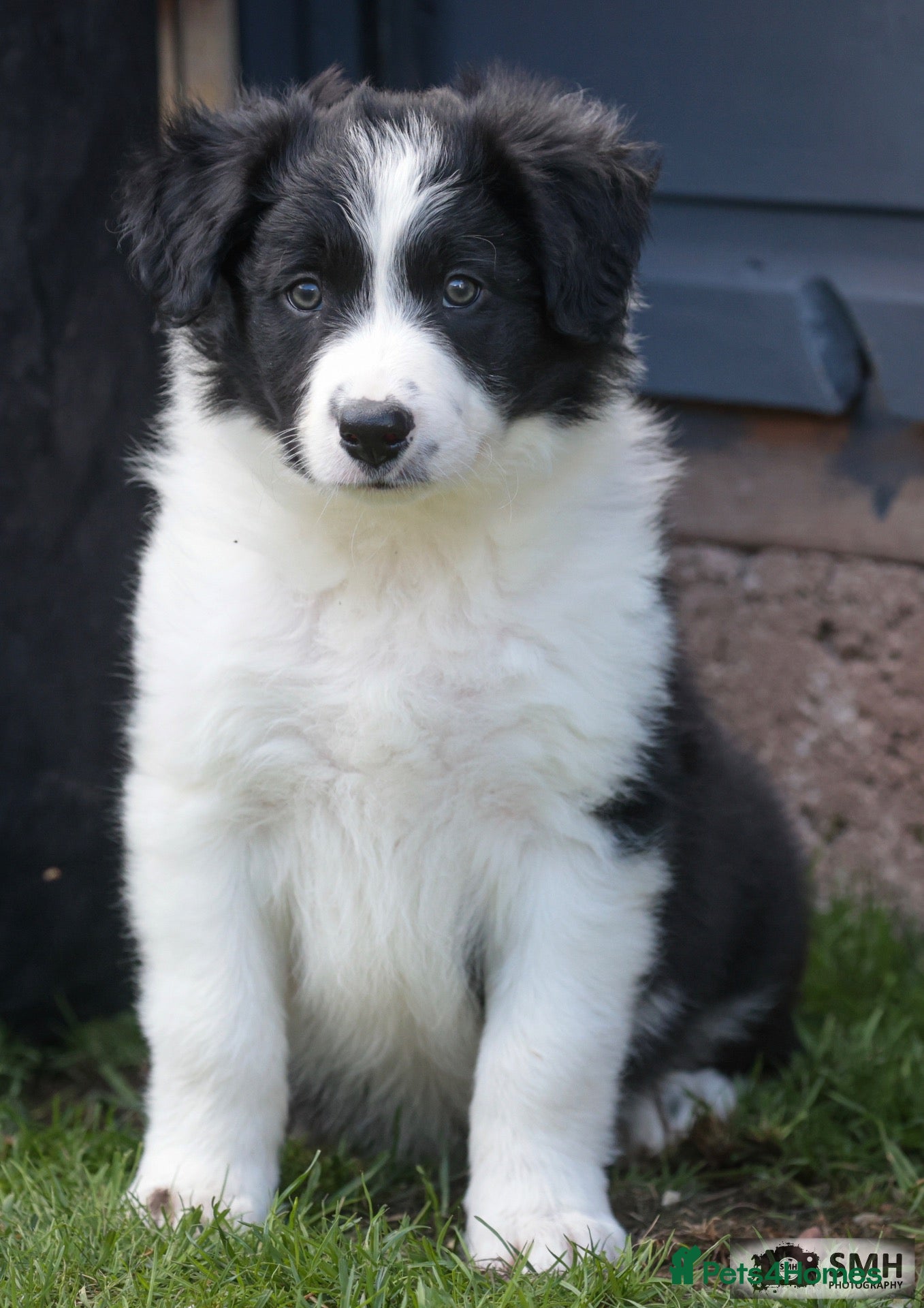 Border Collie dogs Handsome ISDS registered male puppy - Advert 1