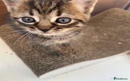 Ragdoll cats for sale: Half ragdoll kittens  - Image 3