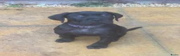 Presa Canario dogs for sale: Female Presa Canario (10 weeks) in Coventry - Advert 7