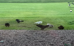 Chickens poultry for sale: Bantam Chickens FREE! - Image 1