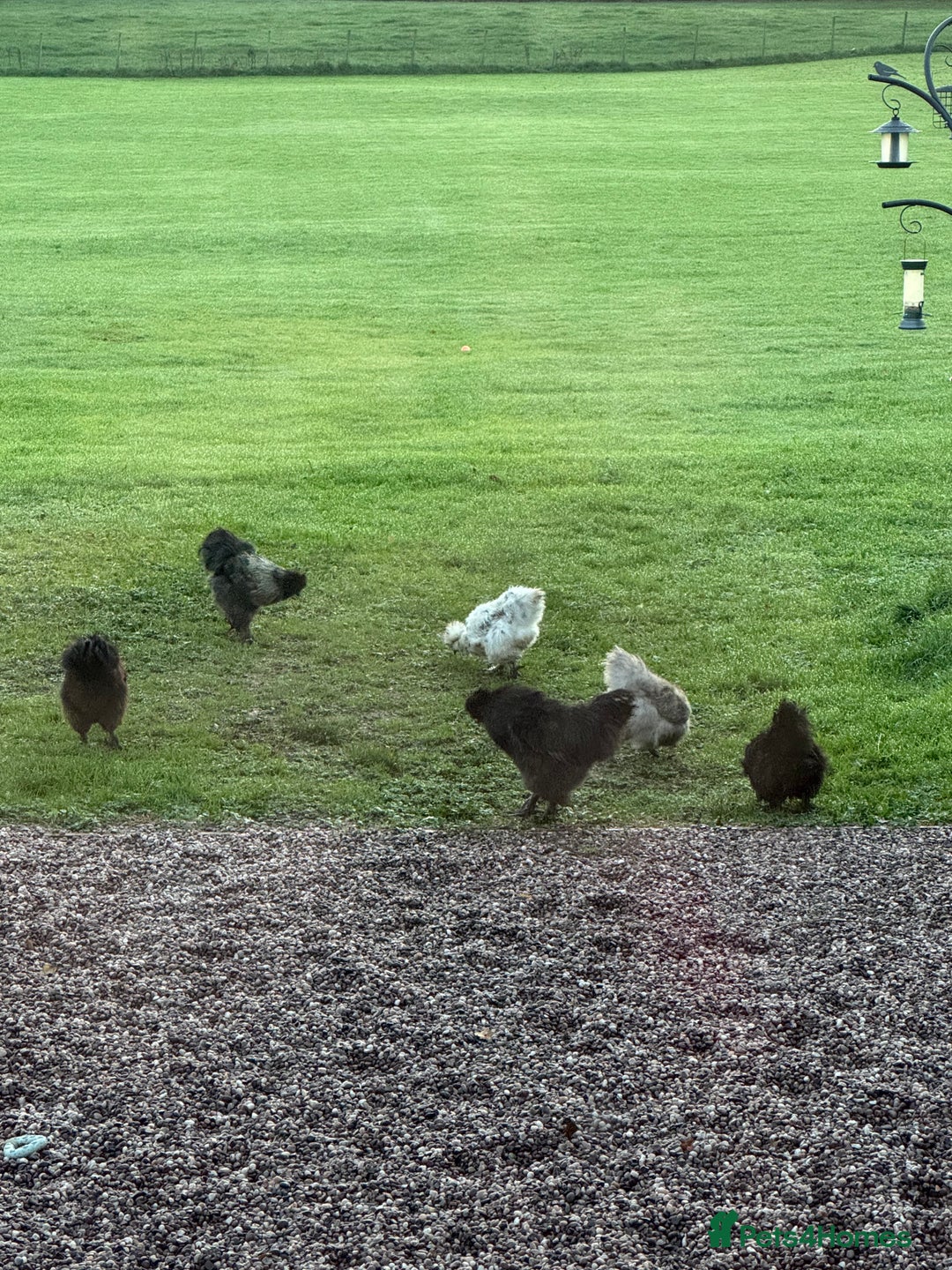 Chickens poultry for sale: Bantam Chickens FREE! - Image 1