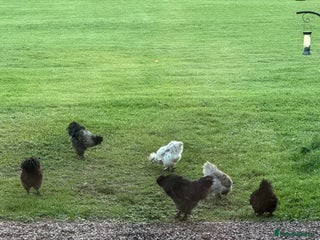 Chickens poultry - Advert 4