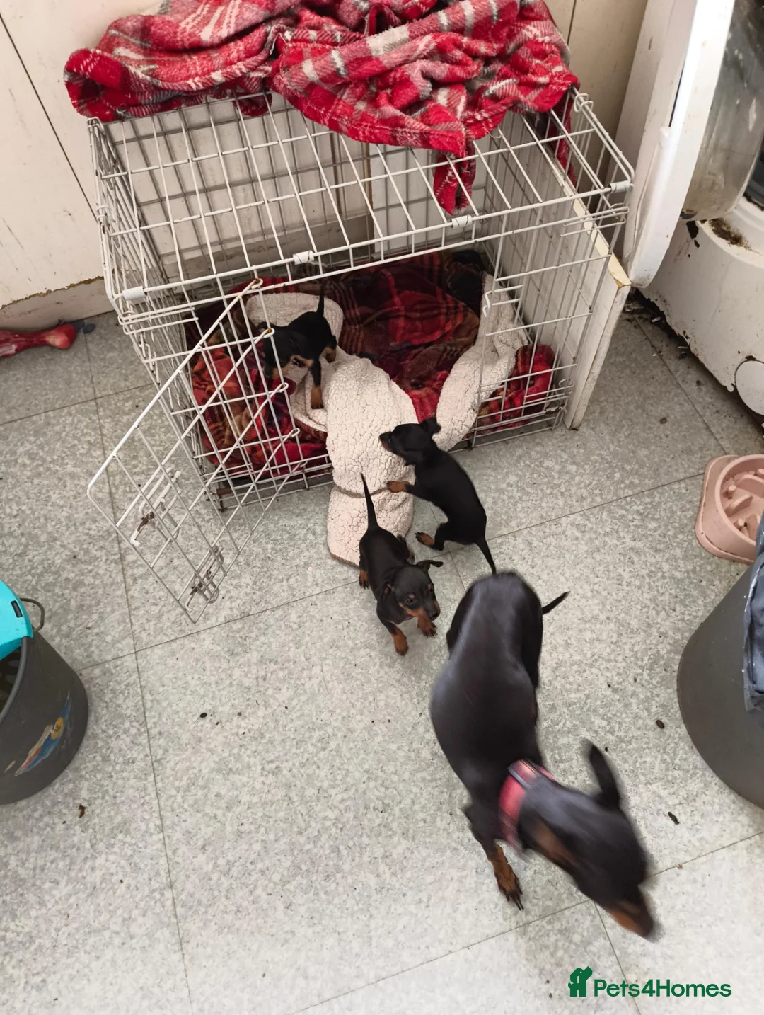 English Toy Terrier dogs for sale: Baby ett puppies for sale  - Advert 1