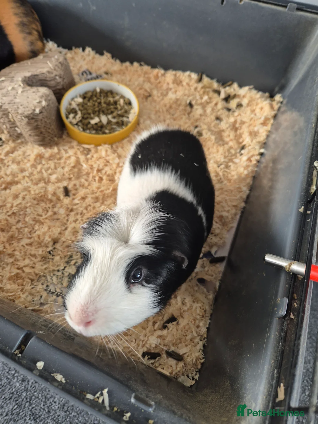 Guinea Pig rodents for sale: 2 male guinea pigs - Advert 5