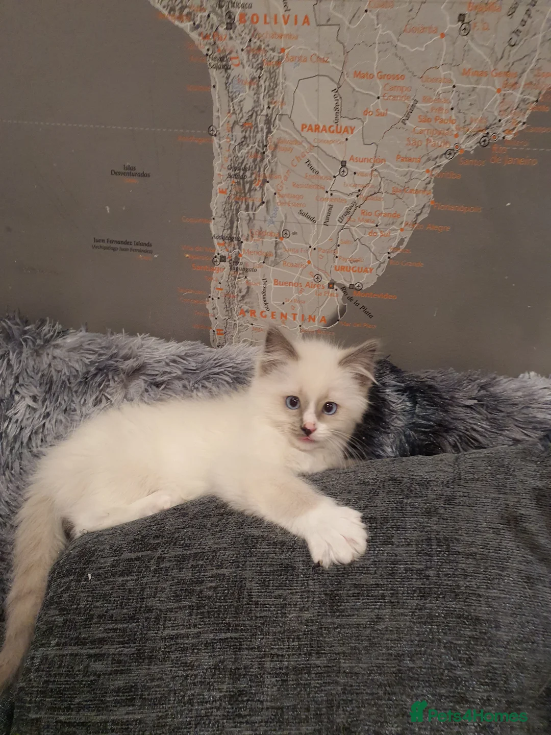 Ragdoll cats for sale: 💖Beautiful GCCF Registered Ragdoll Kittens💖 - Advert 29