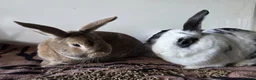 Mixed Breed rabbits for sale: 3 bonded boys  in Andover - Advert 5