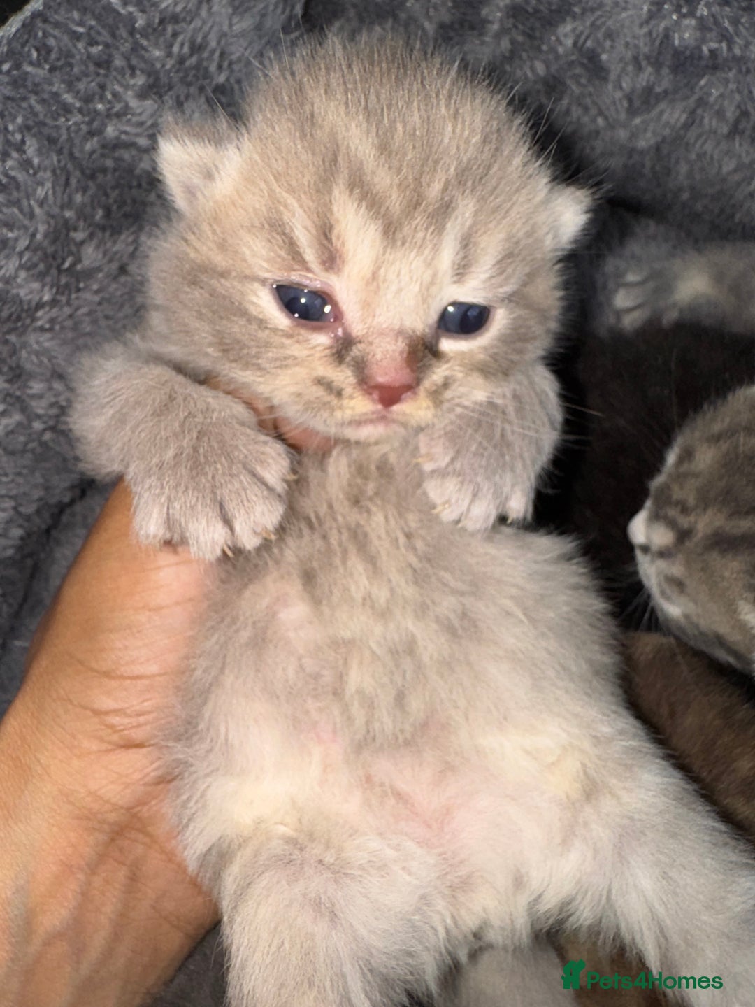 Brazilian Shorthair cats for sale: British shorthairs kittens - Image 10