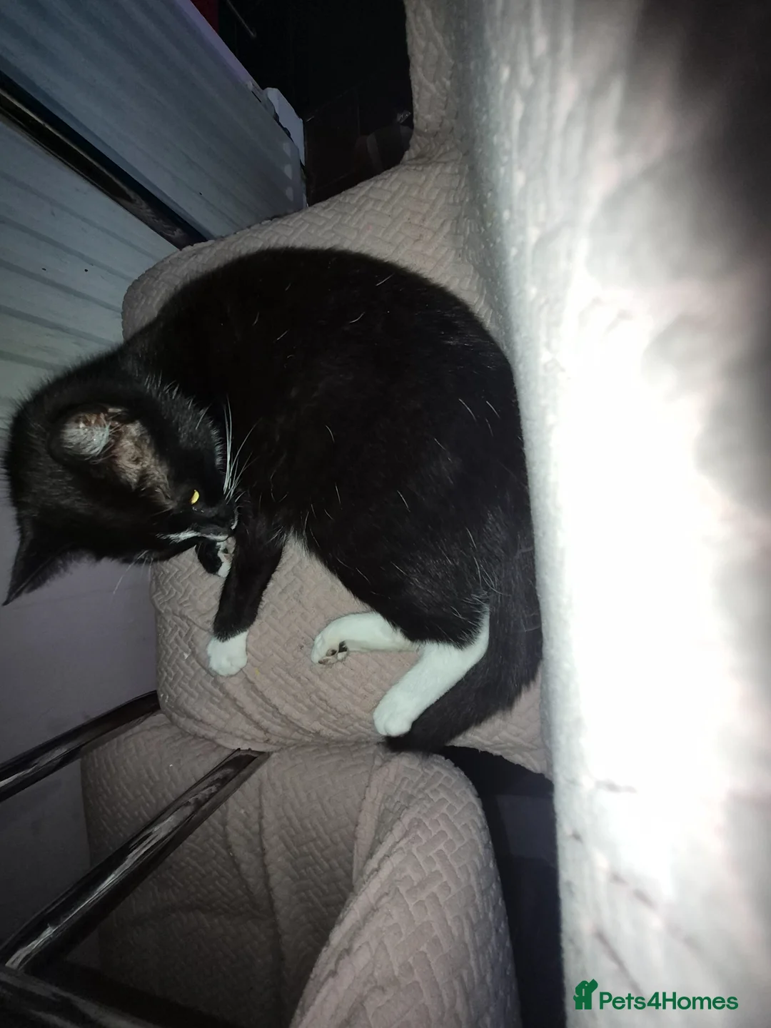 Mixed Breed cats for sale: 3 kittens for sale  - Advert 1