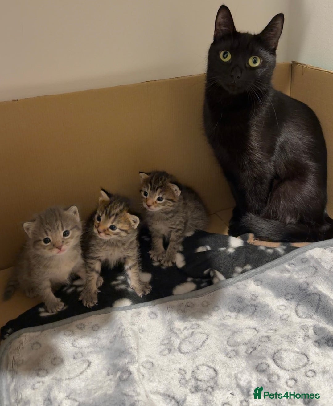 Domestic Shorthair cats for sale: Beautiful grey and black tabby kittens - Advert 2