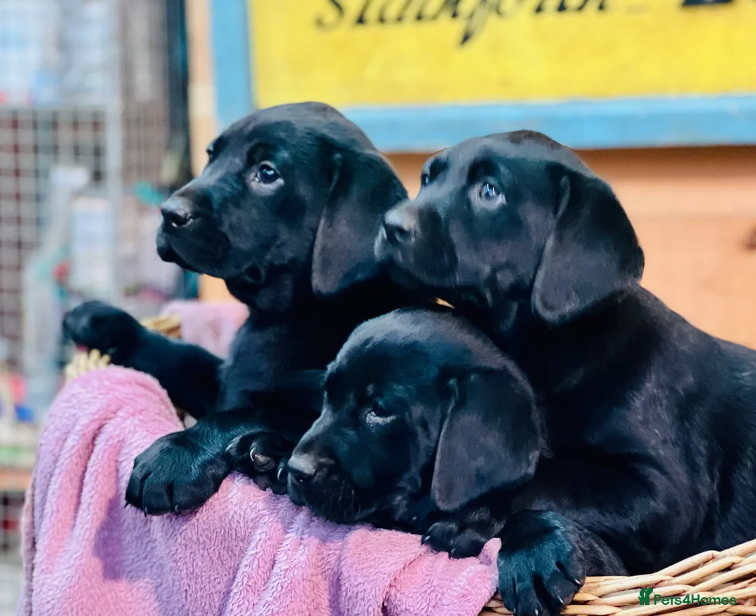 Labrador Retriever dogs for sale: KC Labrador Pups Chunky Traditional  Working - Advert 12