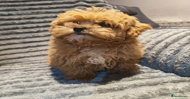 Maltipoo dogs - Advert 10