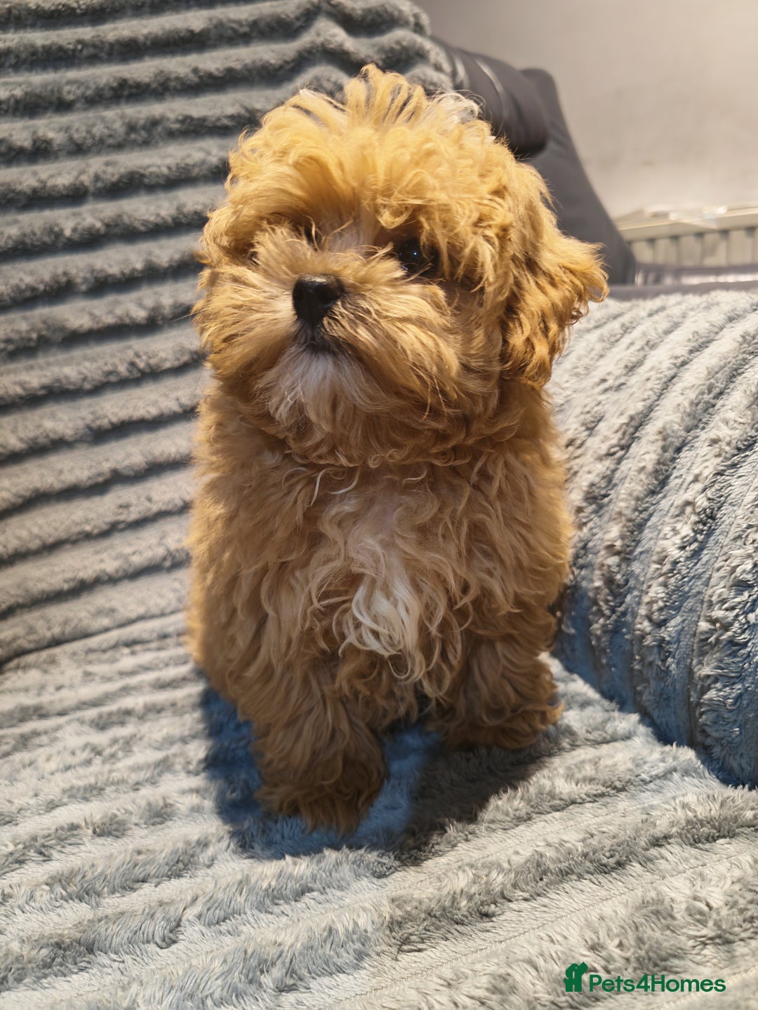 Maltipoo dogs for sale: Toy Maltipoo Ready to go - Image 2