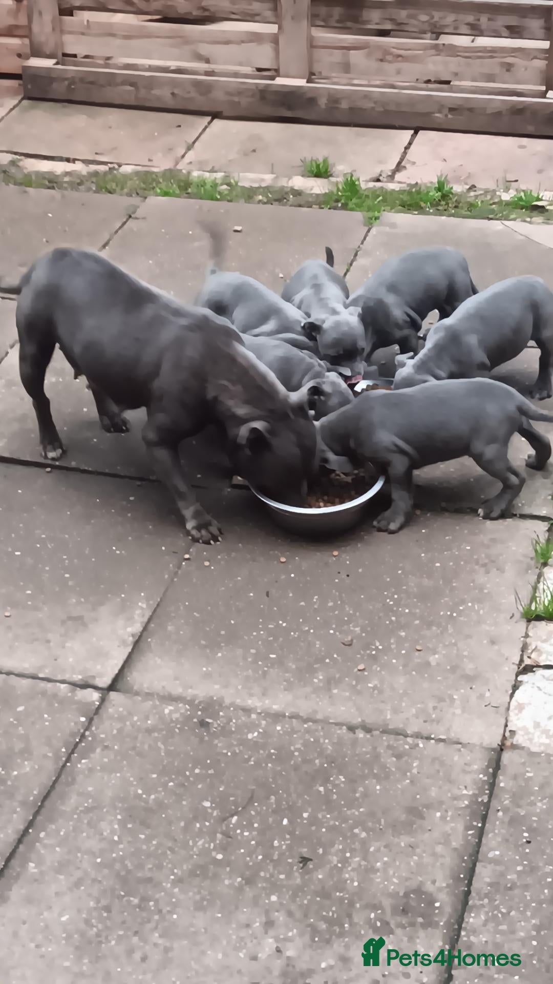 Staffordshire Bull Terrier dogs for sale: Staffie - Advert 2