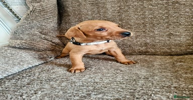 Hungarian Vizsla dogs - Advert 4
