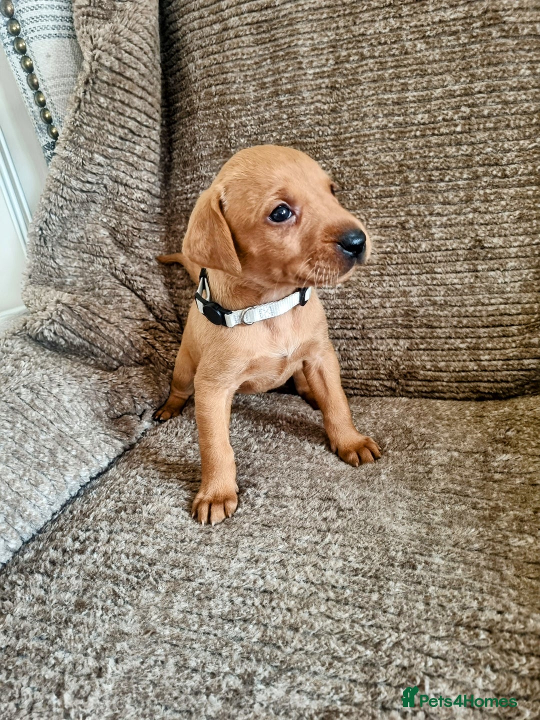 Hungarian Vizsla dogs for sale: Hungarian Vizsla x Fox Red Labrador Puppies - Image 4