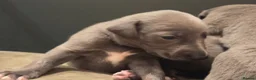 Mixed Breed dogs for sale: Bedlington whippet greyhound pups - Advert 6