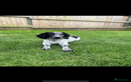 Sprocker dogs for stud: Sprocker Stud Dog - working line, 1 year old - Image 5