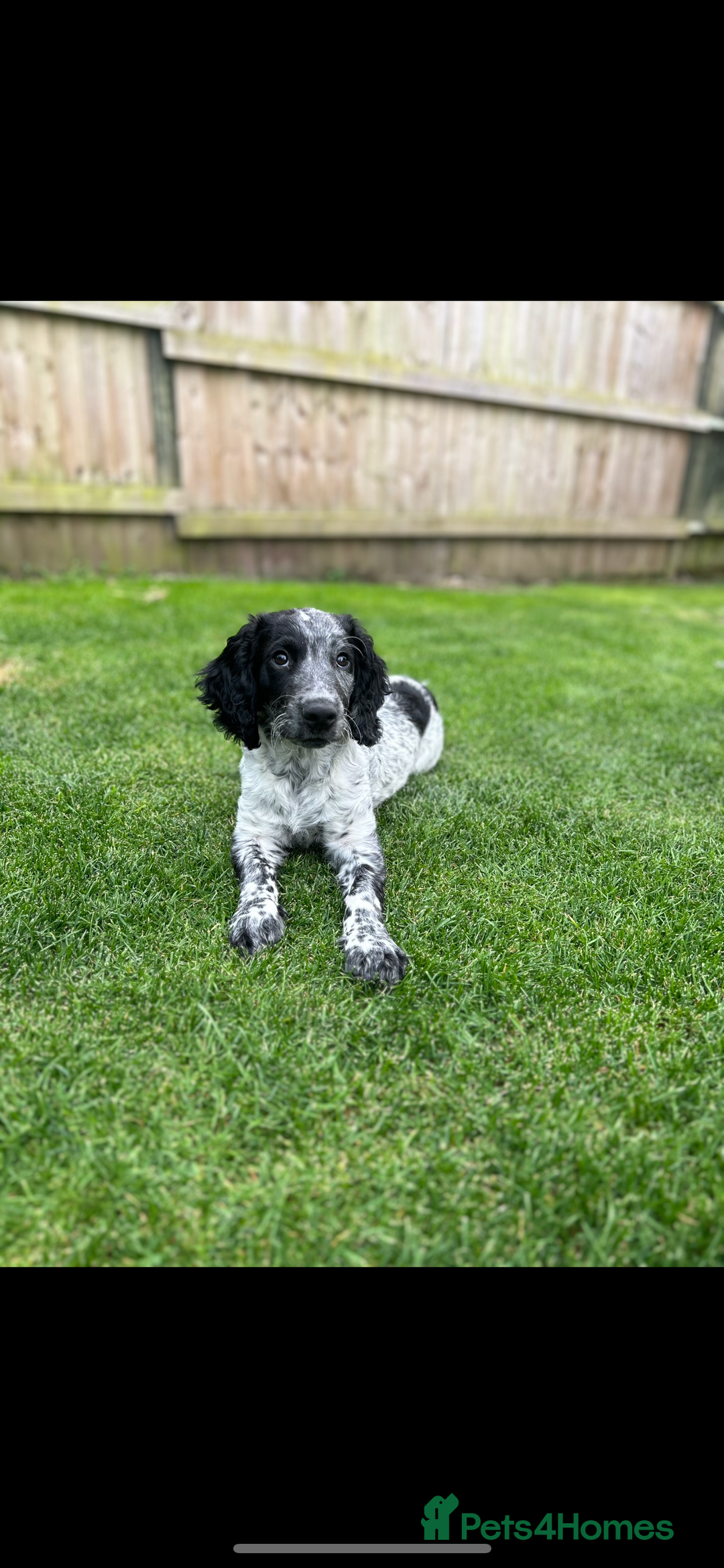 Sprocker dogs for stud: Sprocker Stud Dog - working line, 1 year old - Image 5