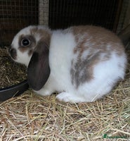 Mini Lop rabbits Lop Bunnies for sale - Advert 2