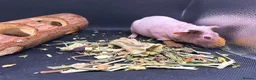 Guinea Pig rodents for sale: Boy & Girl Skinny Pig - Ready Now in Caterham - Advert 4