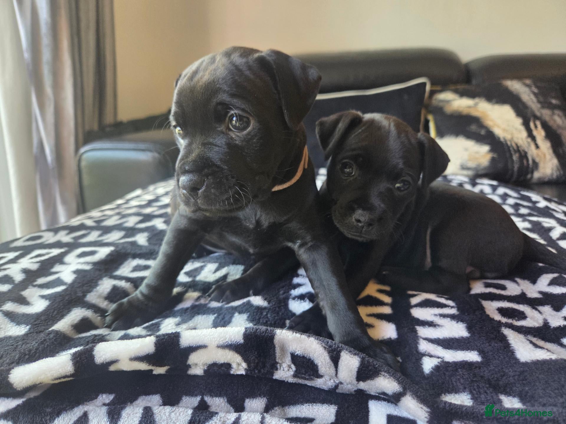 Patterdale Terrier dogs Patterdale Terrier Pups - Advert 11