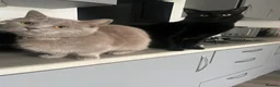 Munchkin cats for sale: RARE BLUE MUNCHKIN BOY - READY TO LEAVE  - Advert 16