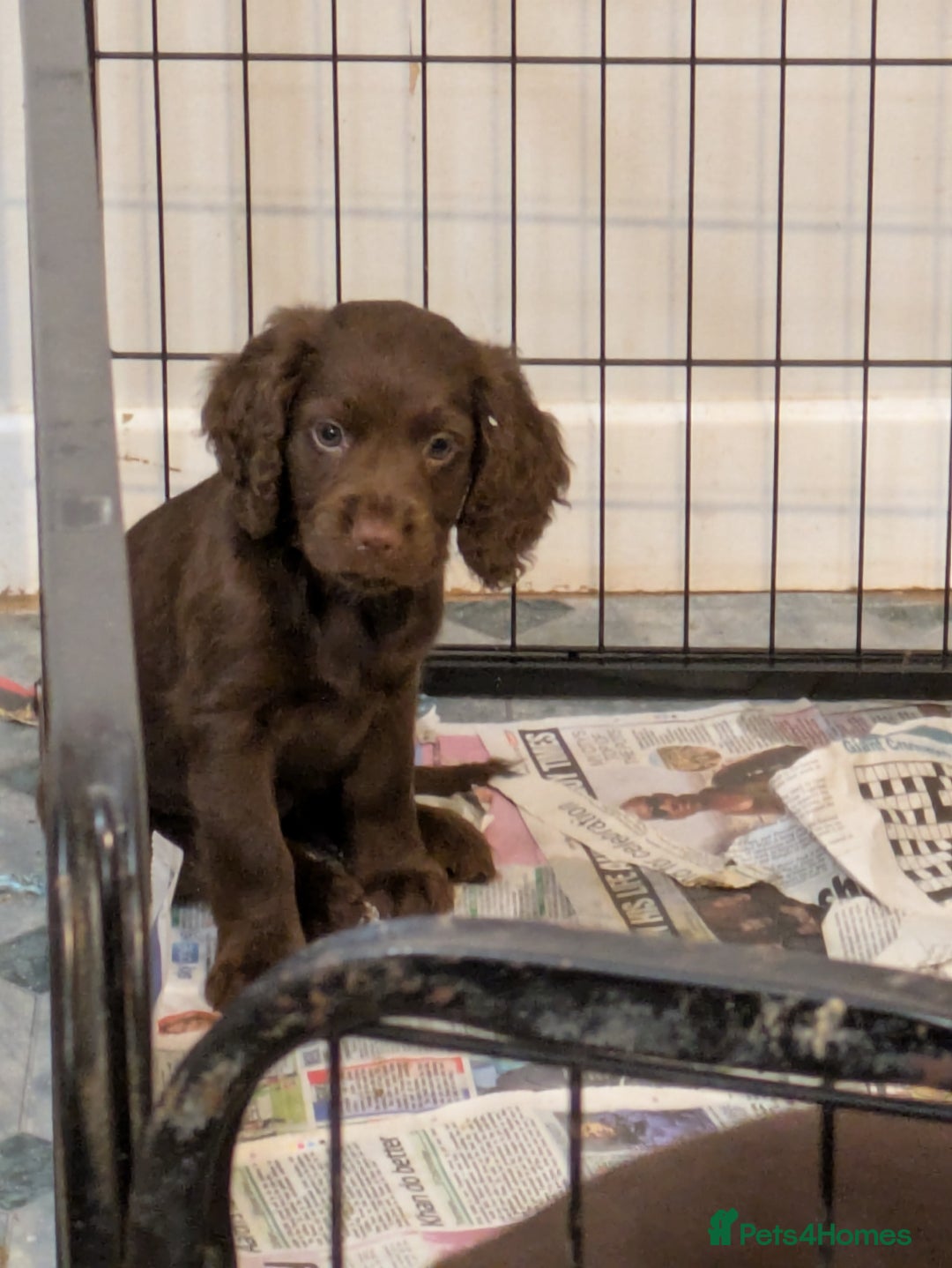 Cocker Spaniel dogs for sale: Chocolate/Chocolate Tan working cocker pups - Advert 20