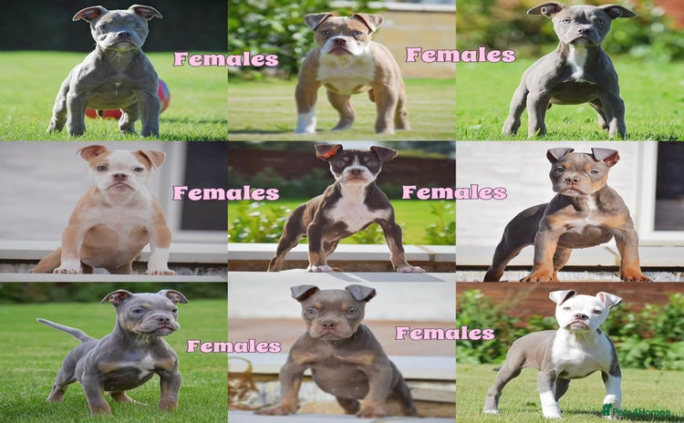 Olde English Bulldogge dogs - Advert 4