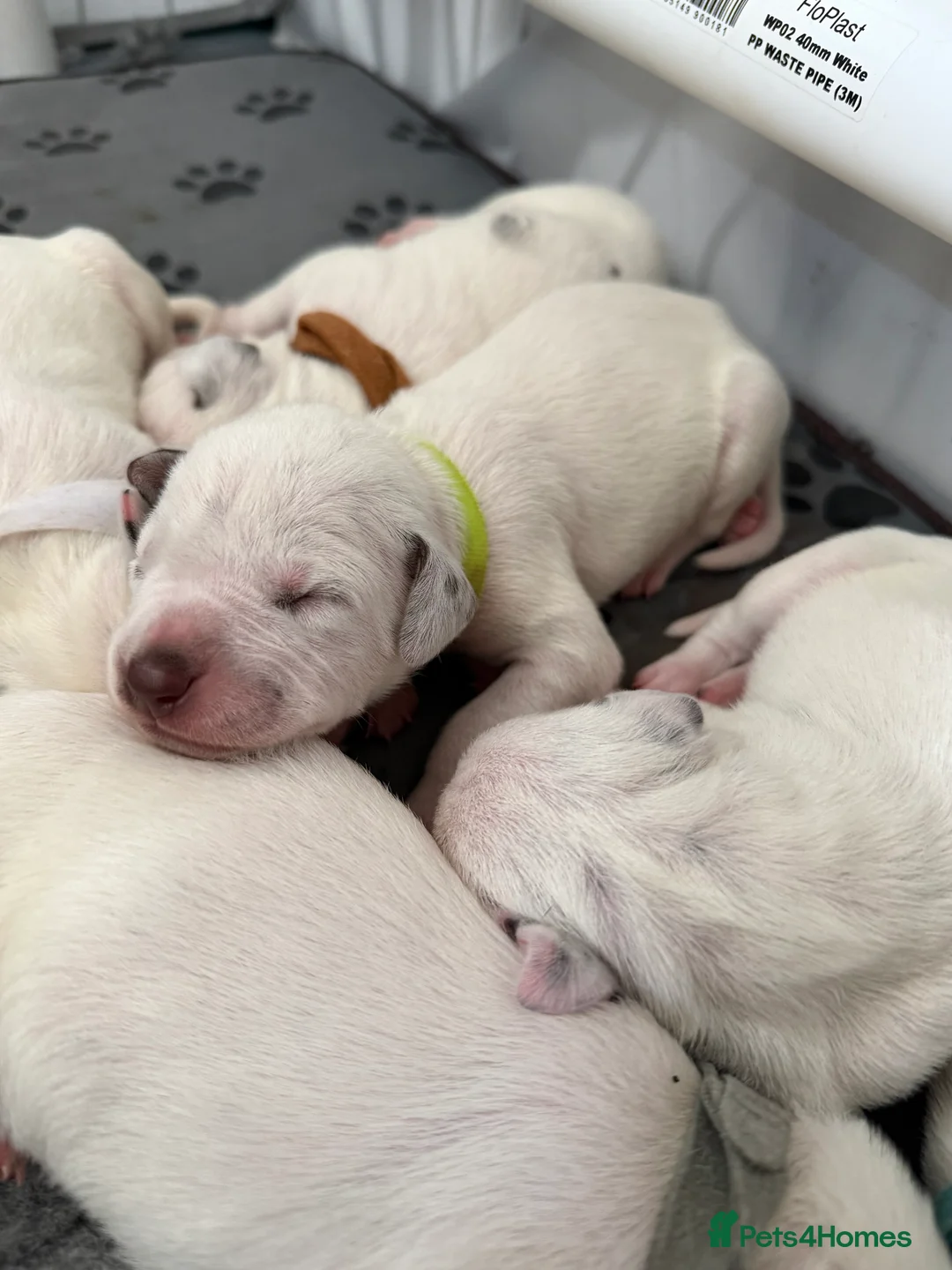 Dalmatian dogs for sale: KC Registered Dalmatian Pups Available to Reserve - Advert 38