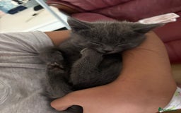 British Shorthair cats for sale: British shorthair  - Image 1